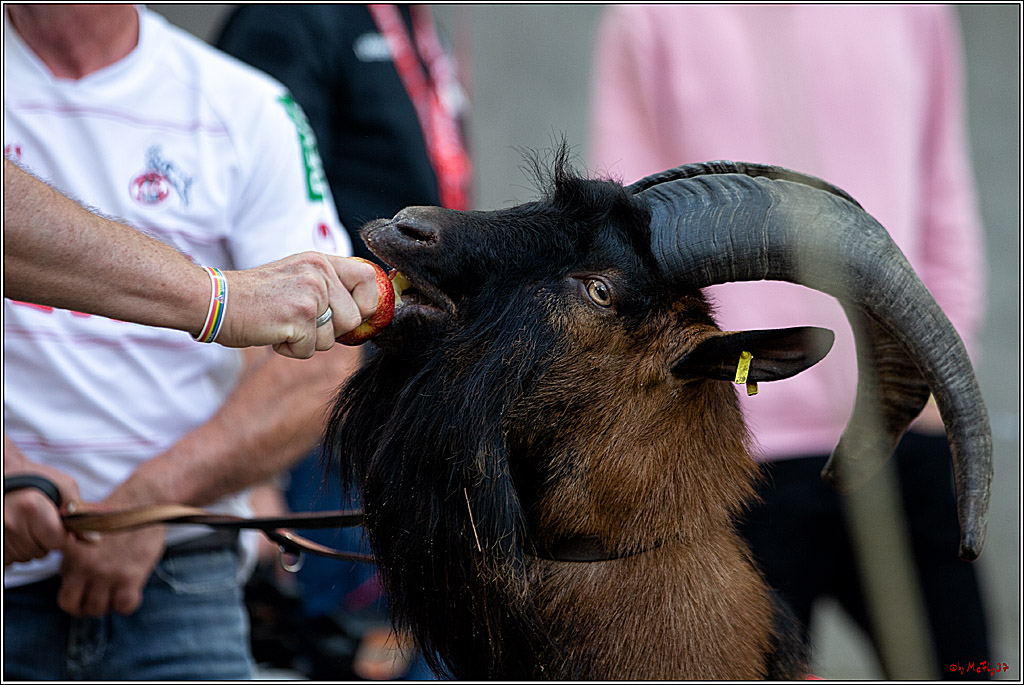 1. Fussball Bundesliga, 1.FC Koeln - RB Leipzig, 18.09.2021