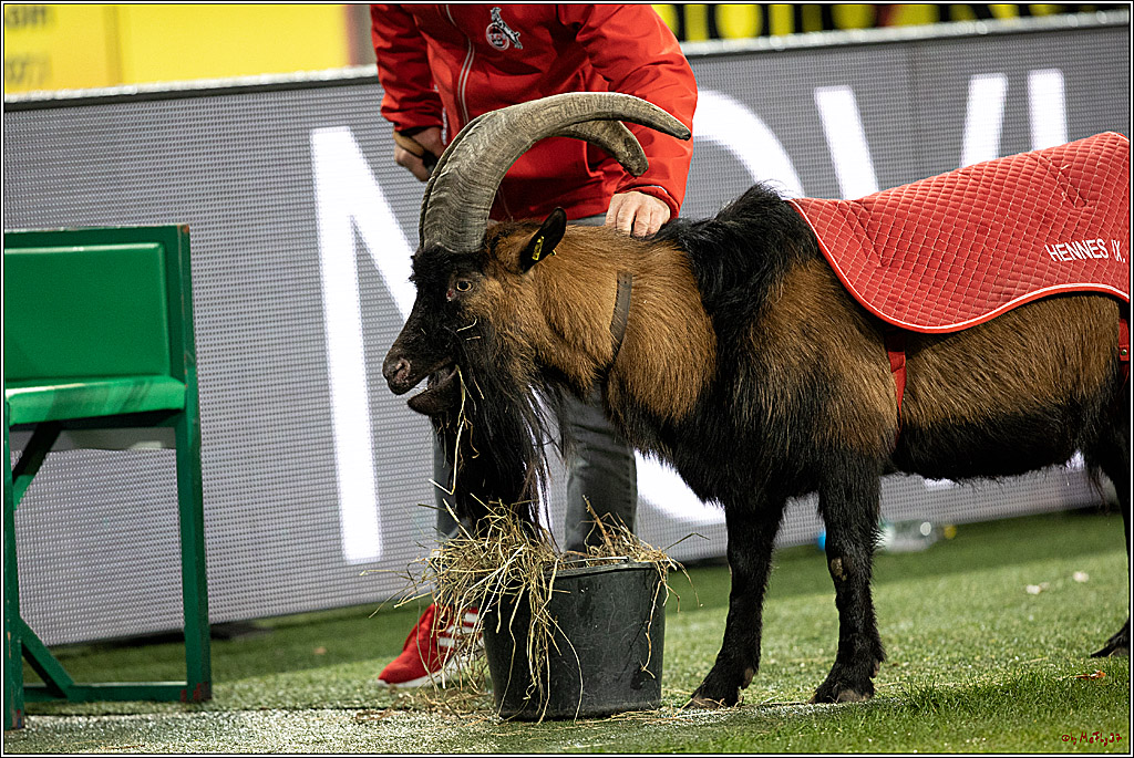 1. Fussball Bundesliga; 1.FC Koeln - FC Augsburg, 10.12.2021