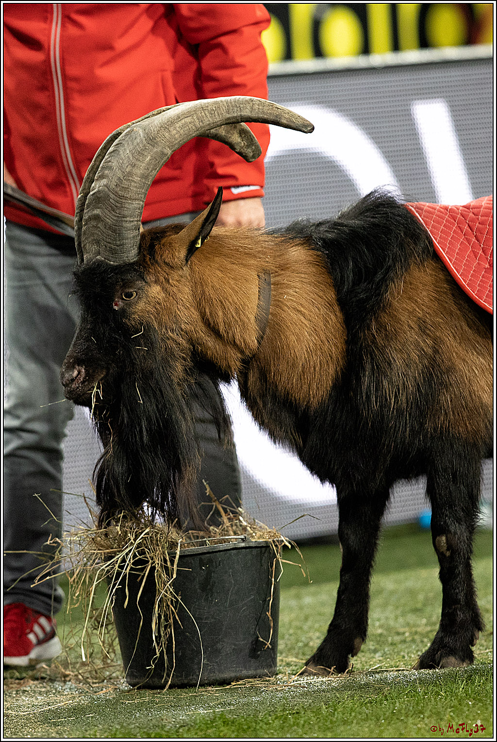 1. Fussball Bundesliga; 1.FC Koeln - FC Augsburg, 10.12.2021