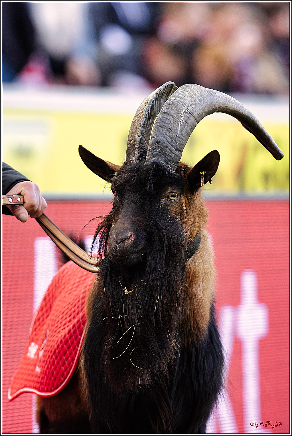 1. Fußball Bundesliga, 1.FC Köln - VfL Wolfsburg, 25.02.2023