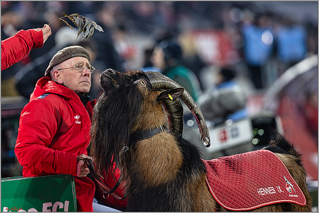 1. Fussball Bundesliga, 1.FC Köln - 1.FC Heidenheim 1846, 13.01.2024