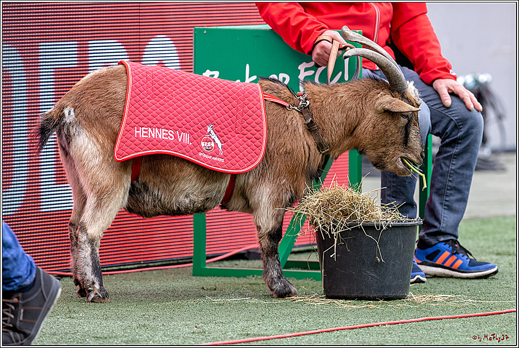 Fussball 2.Bundesliga, 1.FC Koeln - SpVgg Greuther Fuerth, 01.12.2018