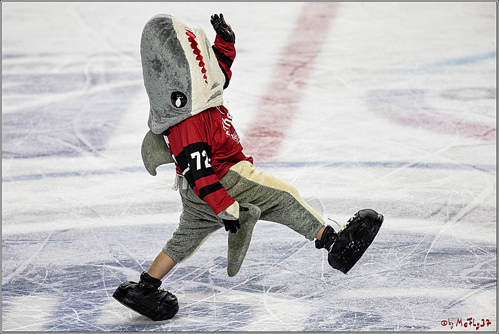 DEL, Koelner Haie - EHC Red Bull Muenchen, 19.11.2017