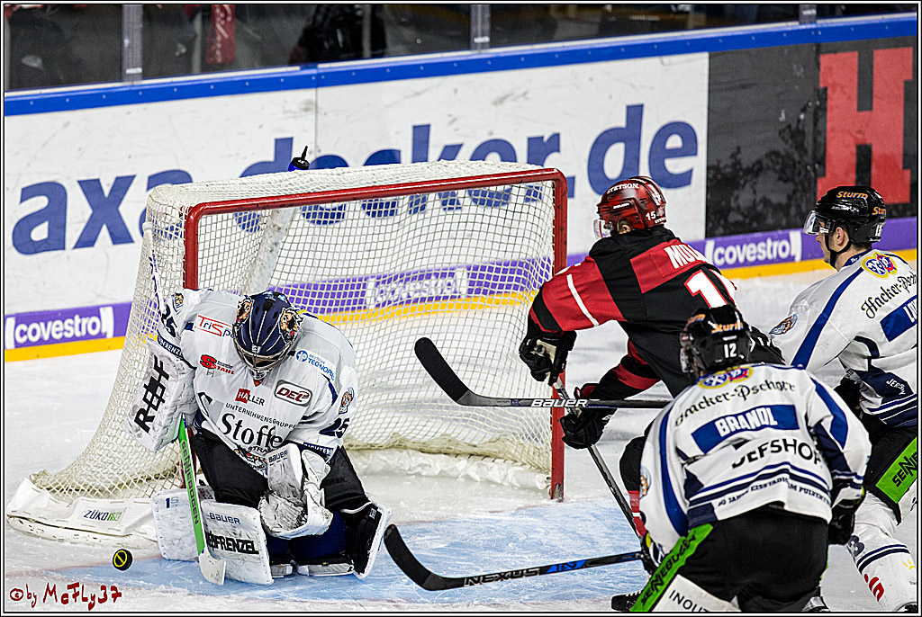 DEL, Koelner Haie - Straubing Tigers, 28.11.2017