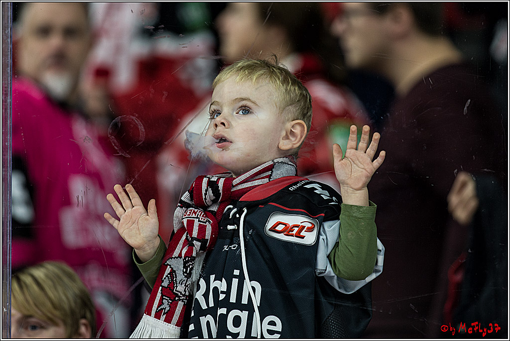DEL, Koelner Haie - Straubing Tigers, 28.11.2017