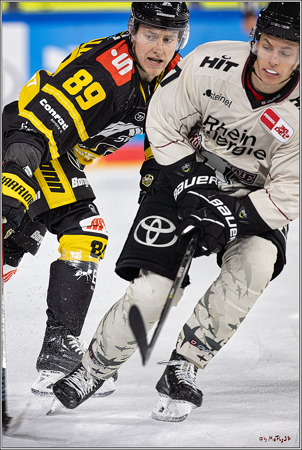 PENNY DEL 1. Testspiel Krefeld Pinguine - Koelner Haie; Krefeld, 10.09.2023