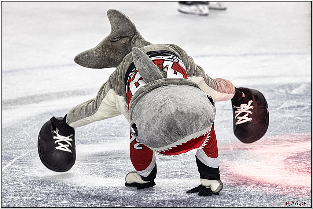 PENNY DEL 1. Koelner Haie - Nuernberg Ice Tigers; Koeln, 15.09.2023