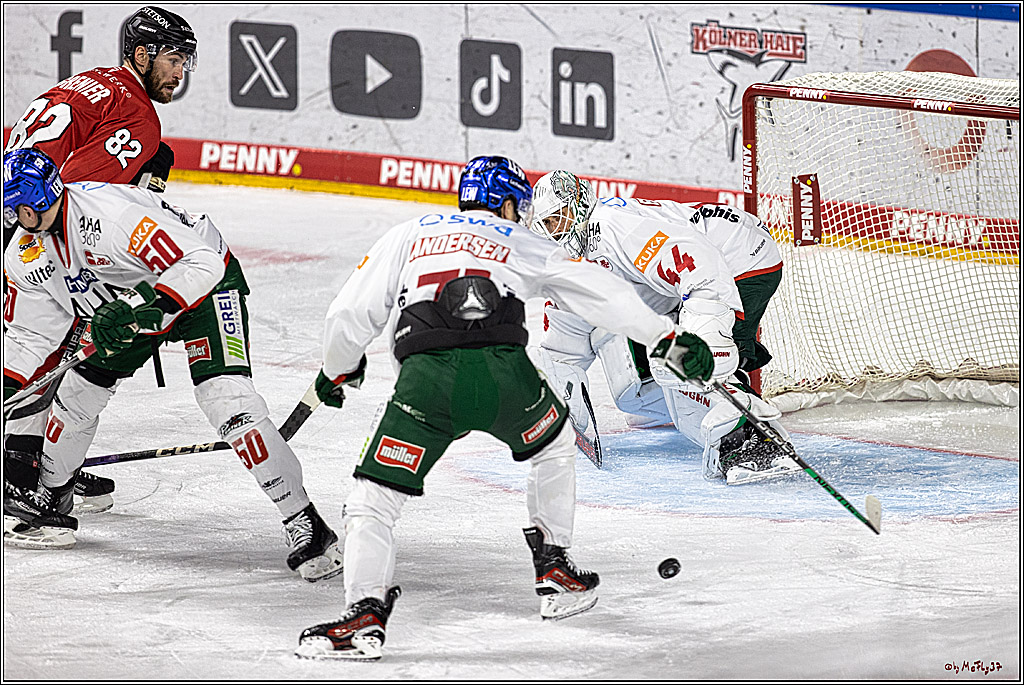 PENNY DEL 1. Koelner Haie - Augsburger Panther; Koeln, 19.11.2023