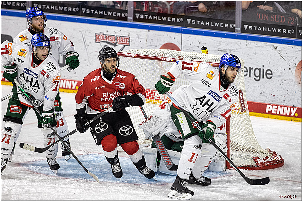 PENNY DEL 1. Koelner Haie - Augsburger Panther; Koeln, 19.11.2023