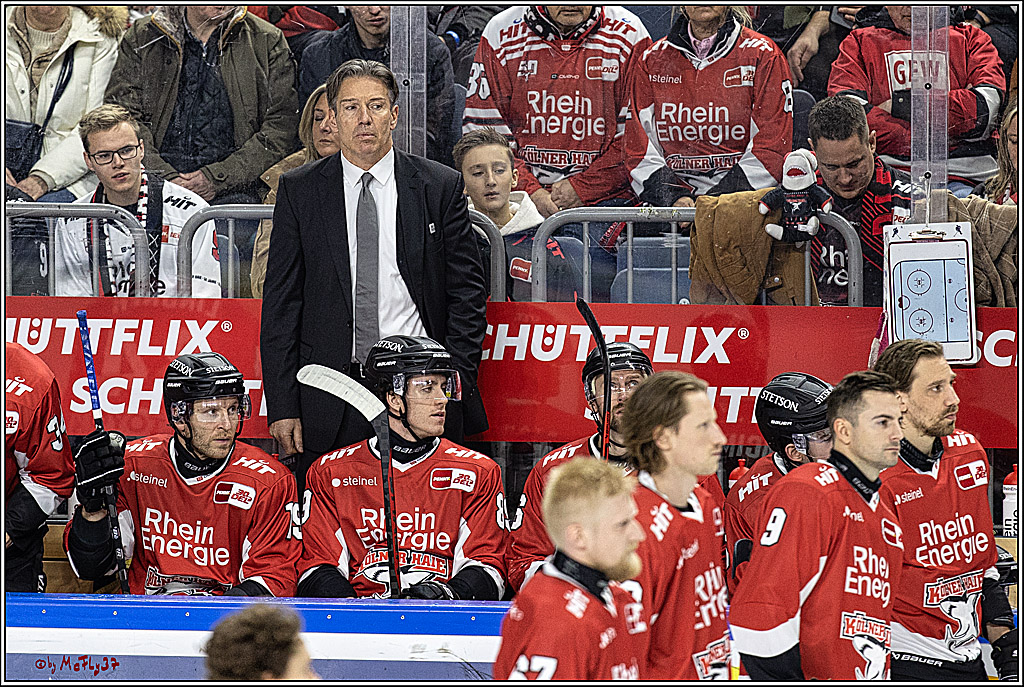 PENNY DEL 1. Koelner Haie - Straubing Tigers; Koeln, 15.12.2023