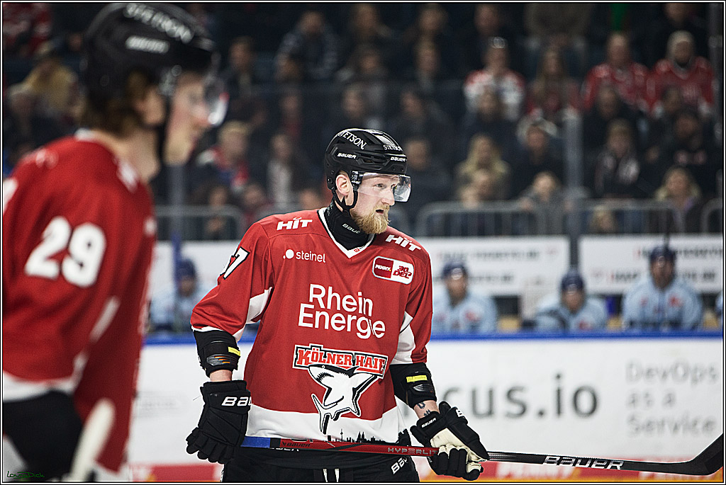 PENNY DEL; Koelner Haie- Straubing Tigers; Koeln, 15.12.2023