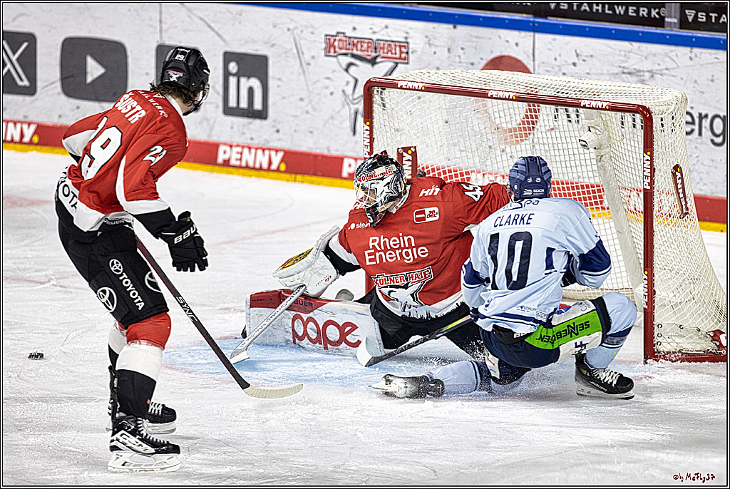 PENNY DEL 1. Koelner Haie - Straubing Tigers; Koeln, 15.12.2023