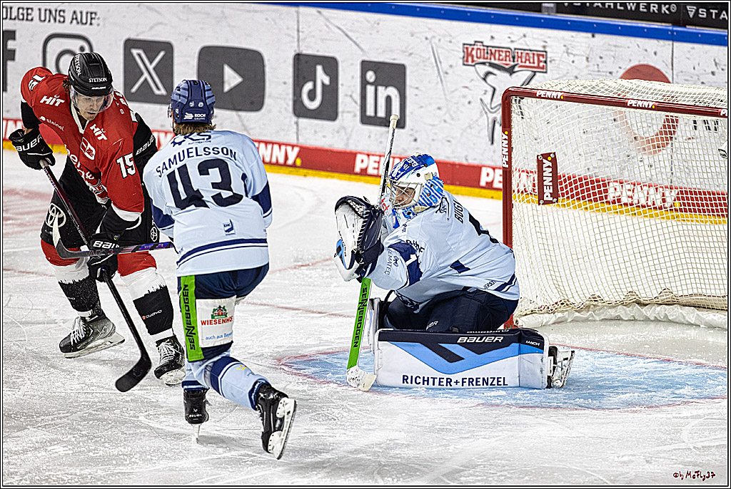 PENNY DEL 1. Koelner Haie - Straubing Tigers; Koeln, 15.12.2023