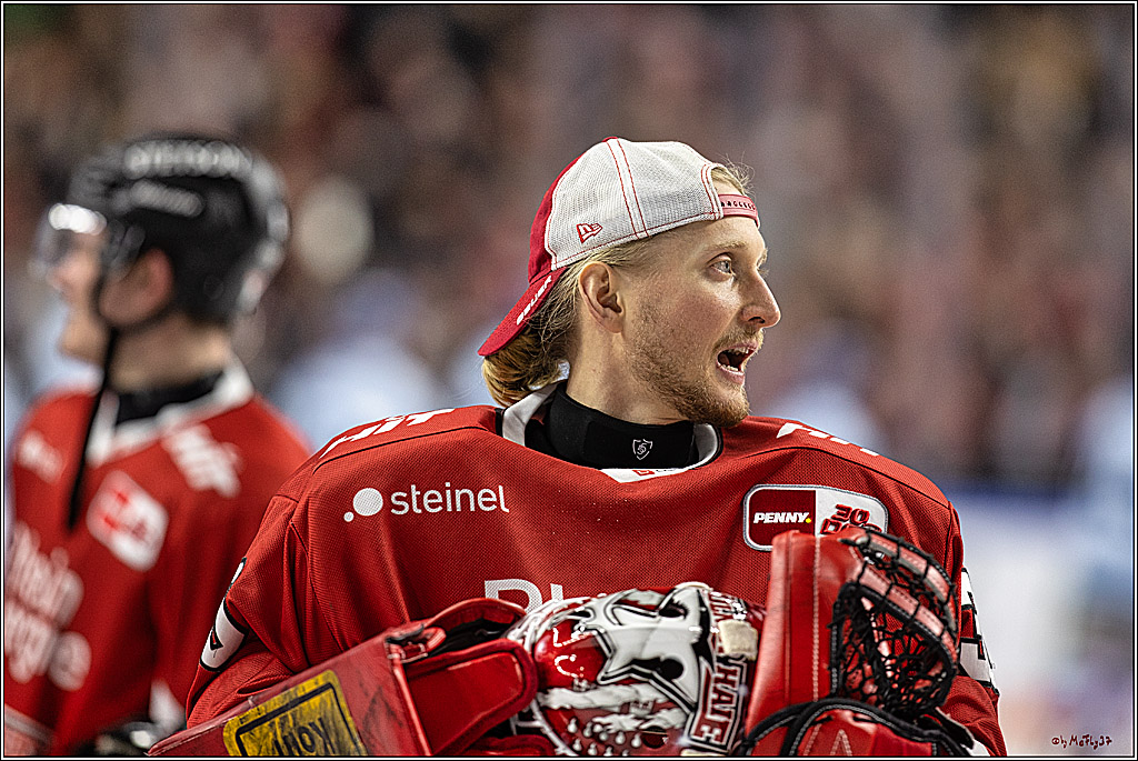 PENNY DEL 1. Koelner Haie - Straubing Tigers; Koeln, 15.12.2023