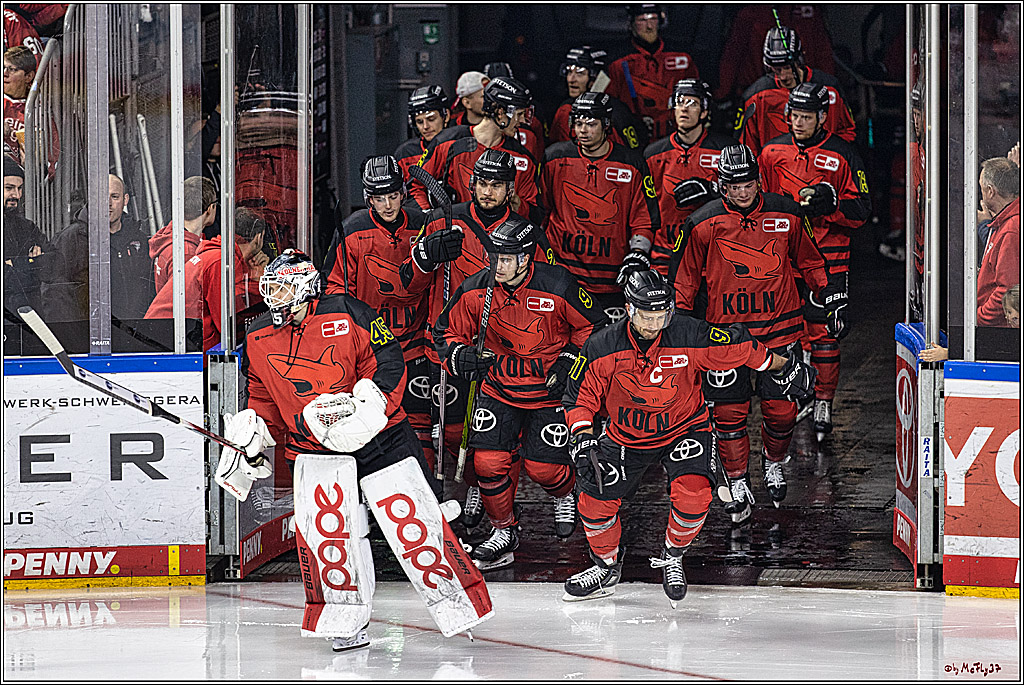PENNY DEL 1. Koelner Haie - Nürnberg Ice Tigers; Koeln, 17.12.2023