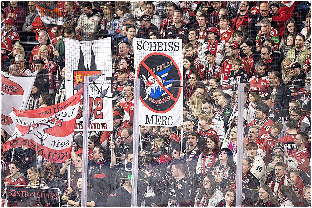 PENNY DEL: Kölner Haie - Adler Mannheim; Köln, 08.03.2024