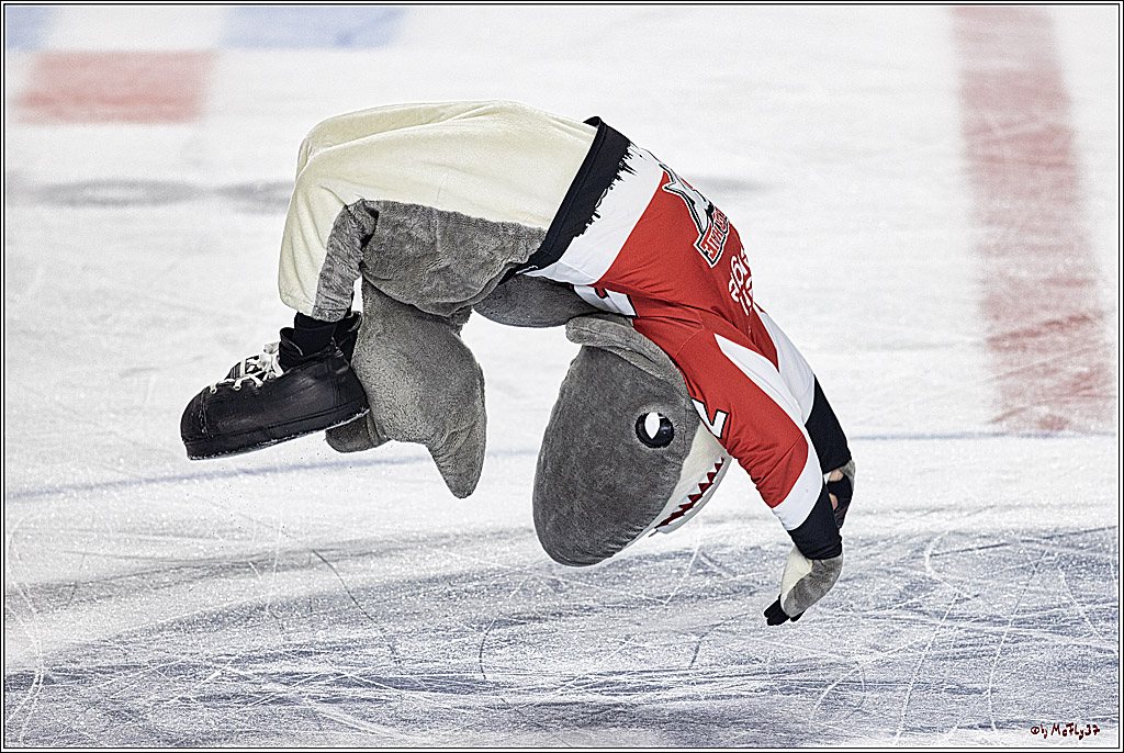 PENNY DEL 1. Playoff-Runde: Kölner Haie - ERC Ingolstadt; Köln, 13.03.2024