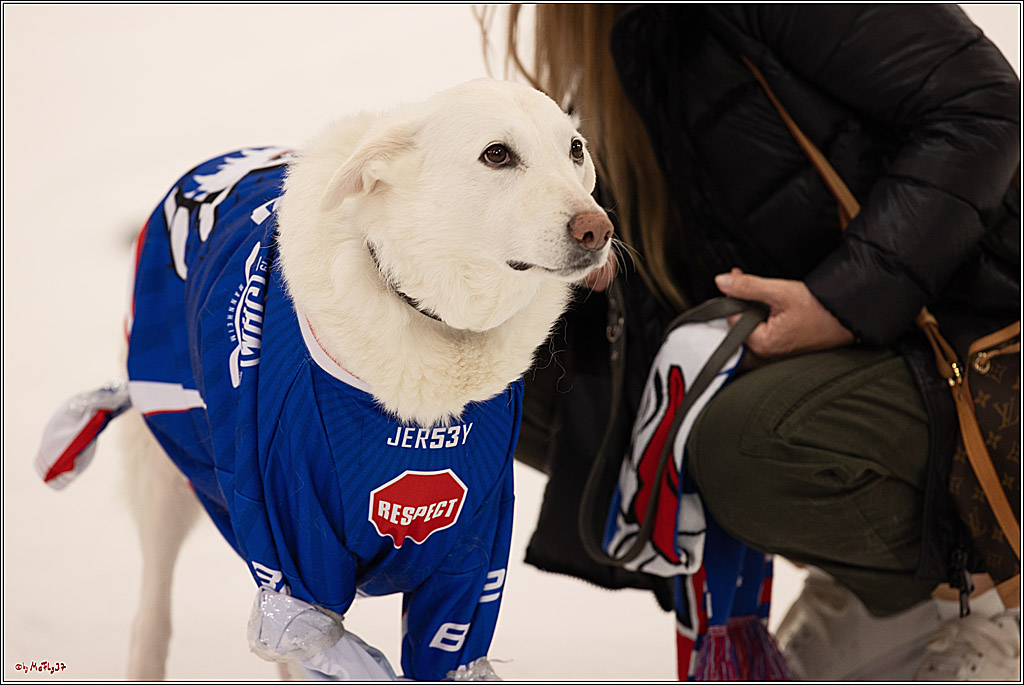4. Finale Spiel U17 Kölner Junghaie - Jungadler Mannheim 1:5, 21.04.2024