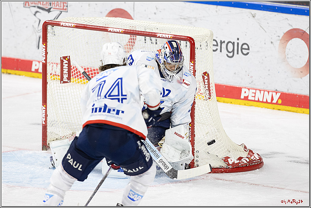 PENNY DEL 1; Kölner Haie - Adler Mannheim; Köln, 22.09.2024