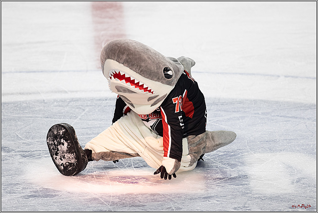 PENNY DEL 1; Kölner Haie - Schwenninger Wild Wings; Köln, 11.10.2024