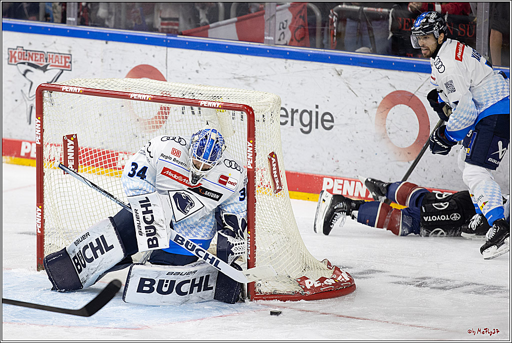 PENNY DEL 1; Kölner Haie - ERC Ingolstadt; Köln, 13.10.2024