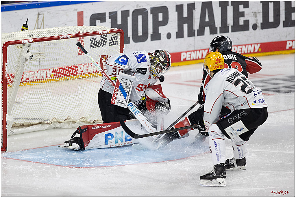 PENNY DEL 1; Kölner Haie - Fischtown Pinguins; Köln, 15.11.2024