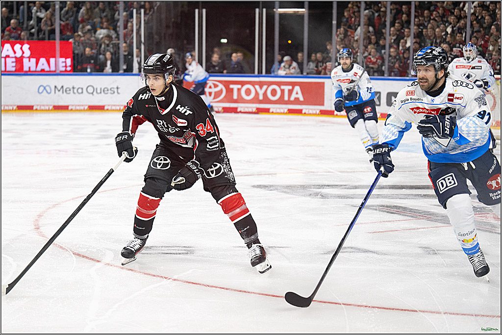PENNY DEL; Koelner Haie-ERC Ingolstadt; Koeln, 22.11.2024