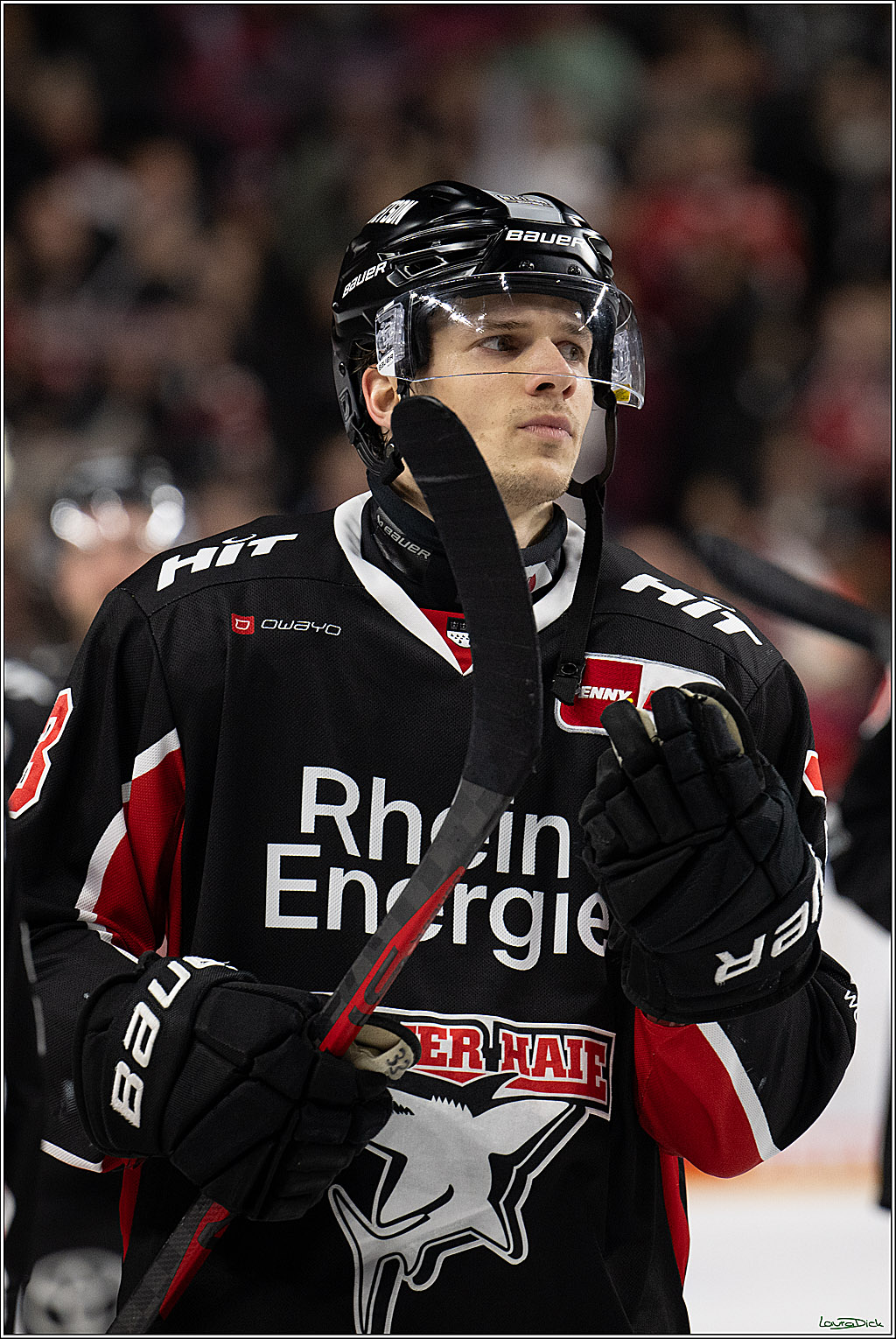 PENNY DEL; Koelner Haie-ERC Ingolstadt; Koeln, 22.11.2024