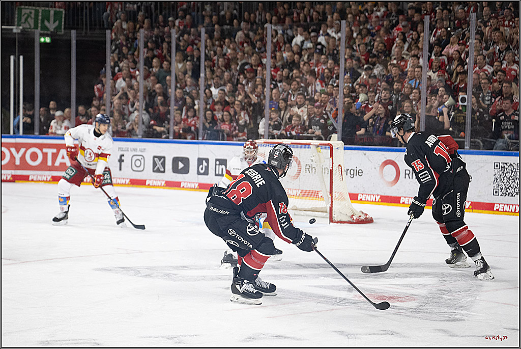 PENNY DEL 1; Kölner Haie - Düsseldorfer EG ; Köln, 24.11.2024