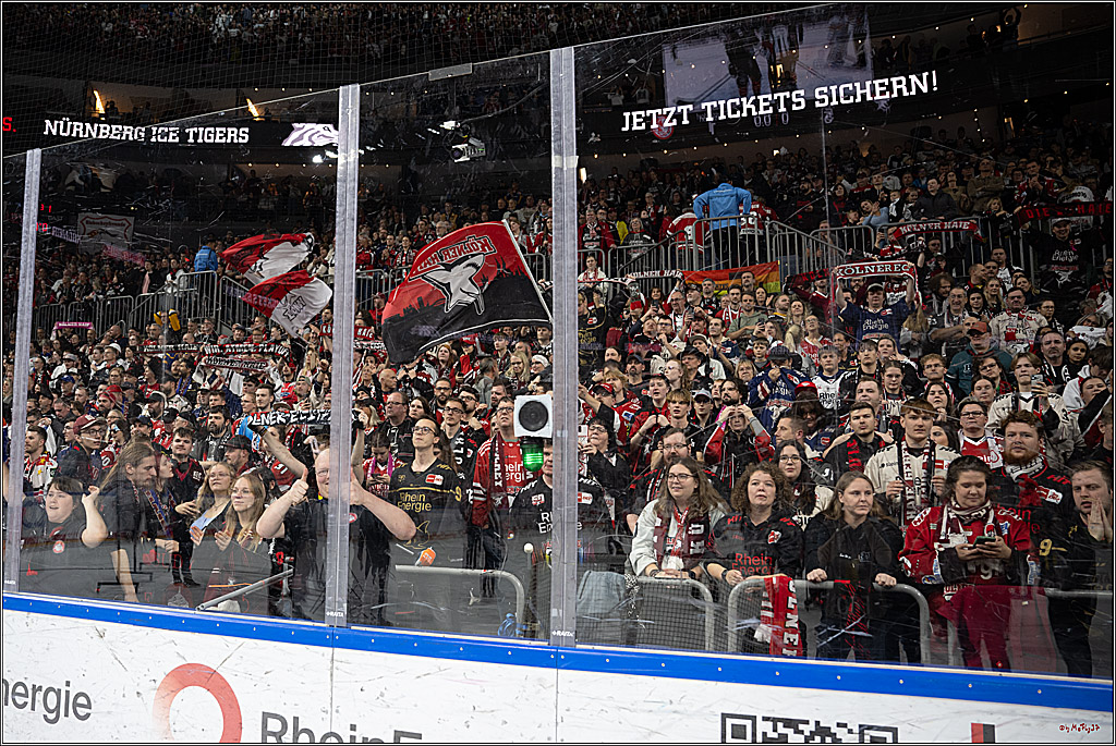 PENNY DEL 1; Kölner Haie - Düsseldorfer EG ; Köln, 24.11.2024