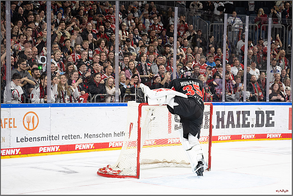 PENNY DEL 1; Kölner Haie - Düsseldorfer EG ; Köln, 24.11.2024