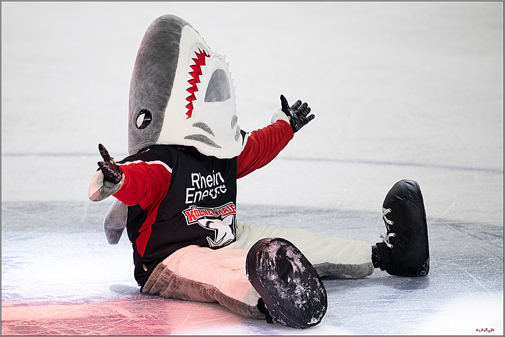 PENNY DEL 1; Kölner Haie - Düsseldorfer EG ; Köln, 24.11.2024