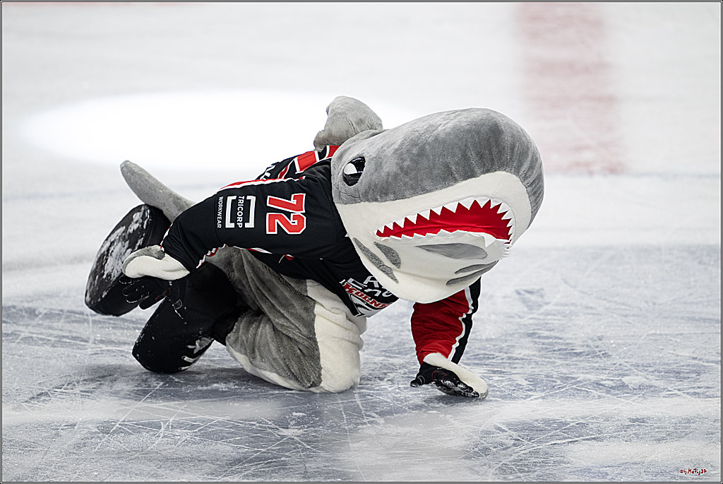 PENNY DEL 1; Kölner Haie - Nürnberger Ice Tigers; Köln, 26.11.2024
