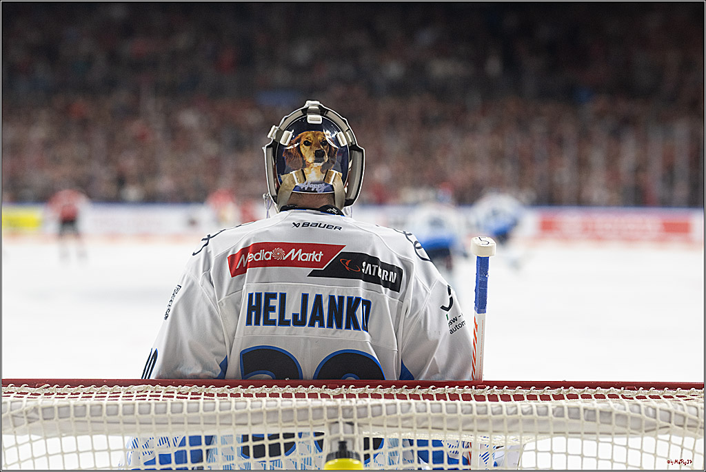 PENNY DEL 1 - Playoff Halbfinale; Kölner Haie - ERC Ingolstadt; Köln, 09.04.2025