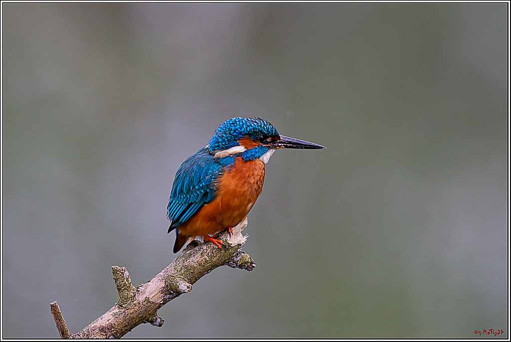 Eisvogel, Portrait, Wildlife