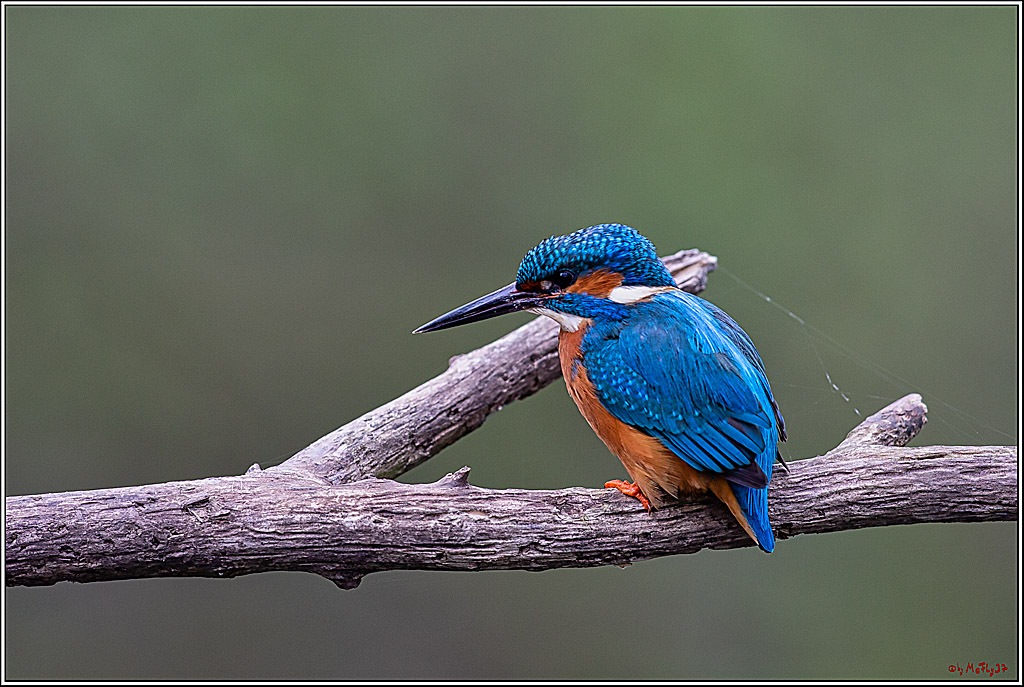 Eisvogel, Portrait, Wildlife