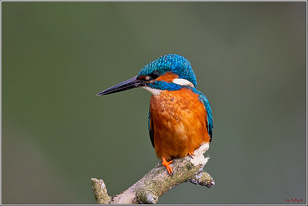 Eisvogel, Portrait, Wildlife