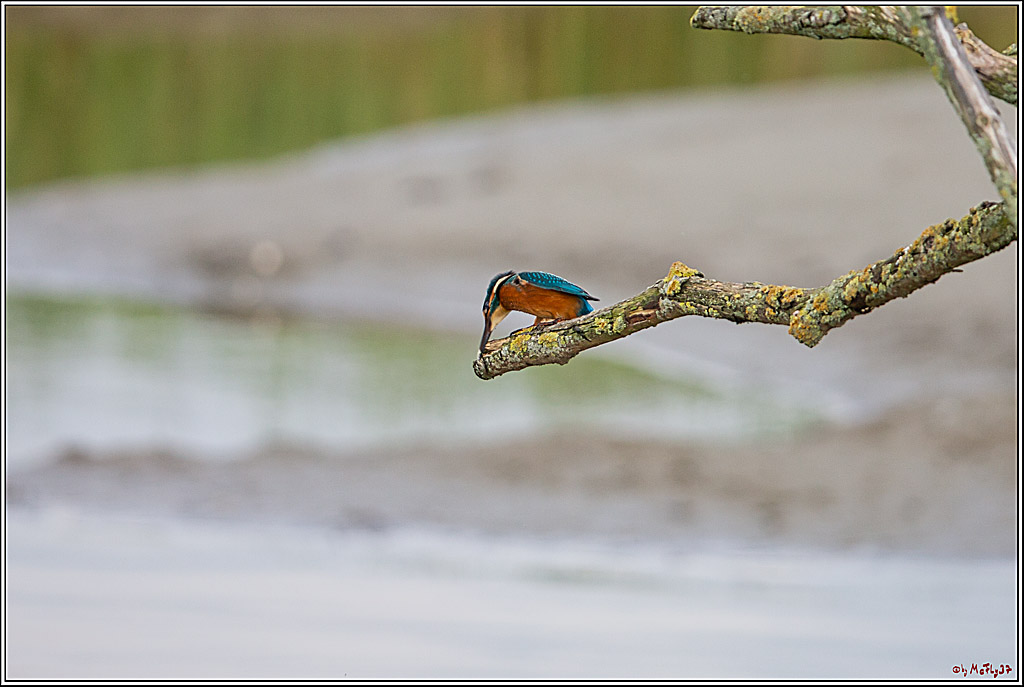 Eisvogel, Portrait, Wildlife