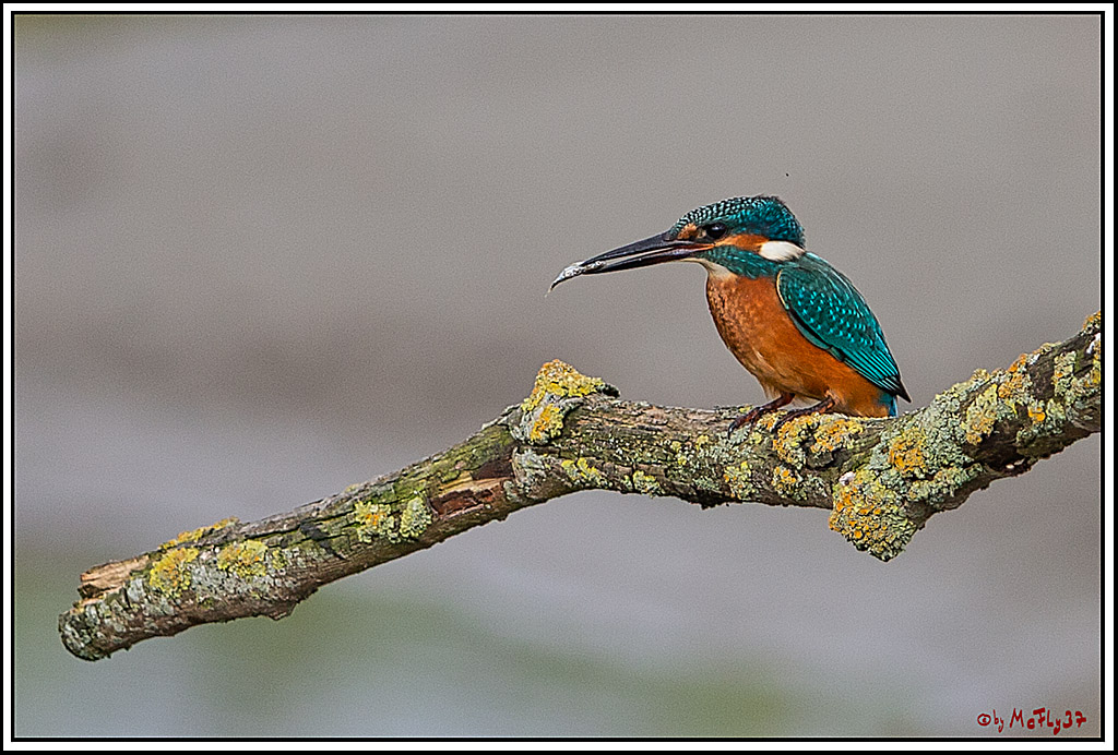 Eisvogel, Portrait, Wildlife
