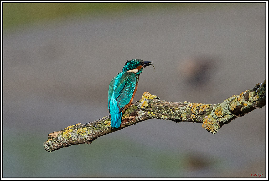 Eisvogel, Portrait, Wildlife
