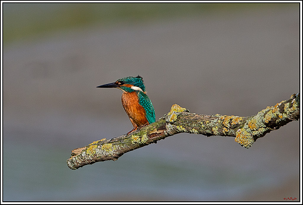 Eisvogel, Portrait, Wildlife