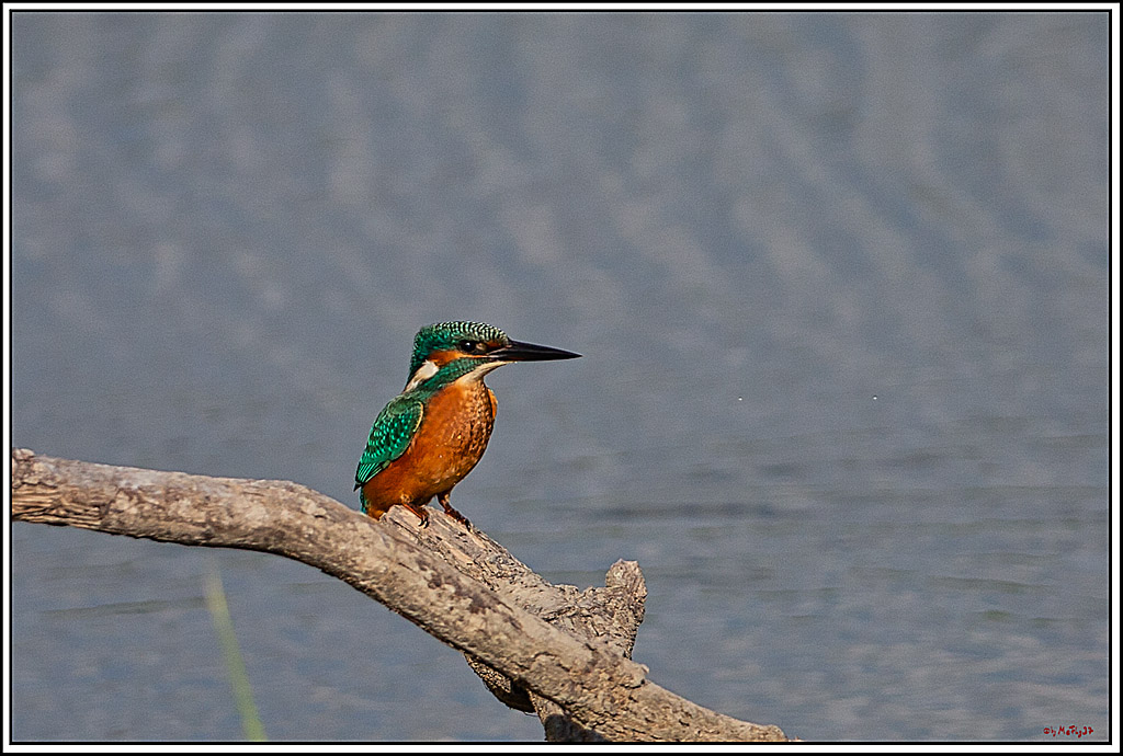 Eisvogel, Portrait, Wildlife