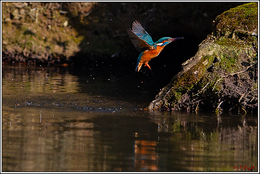 Eisvogel, Portrait, Wildlife