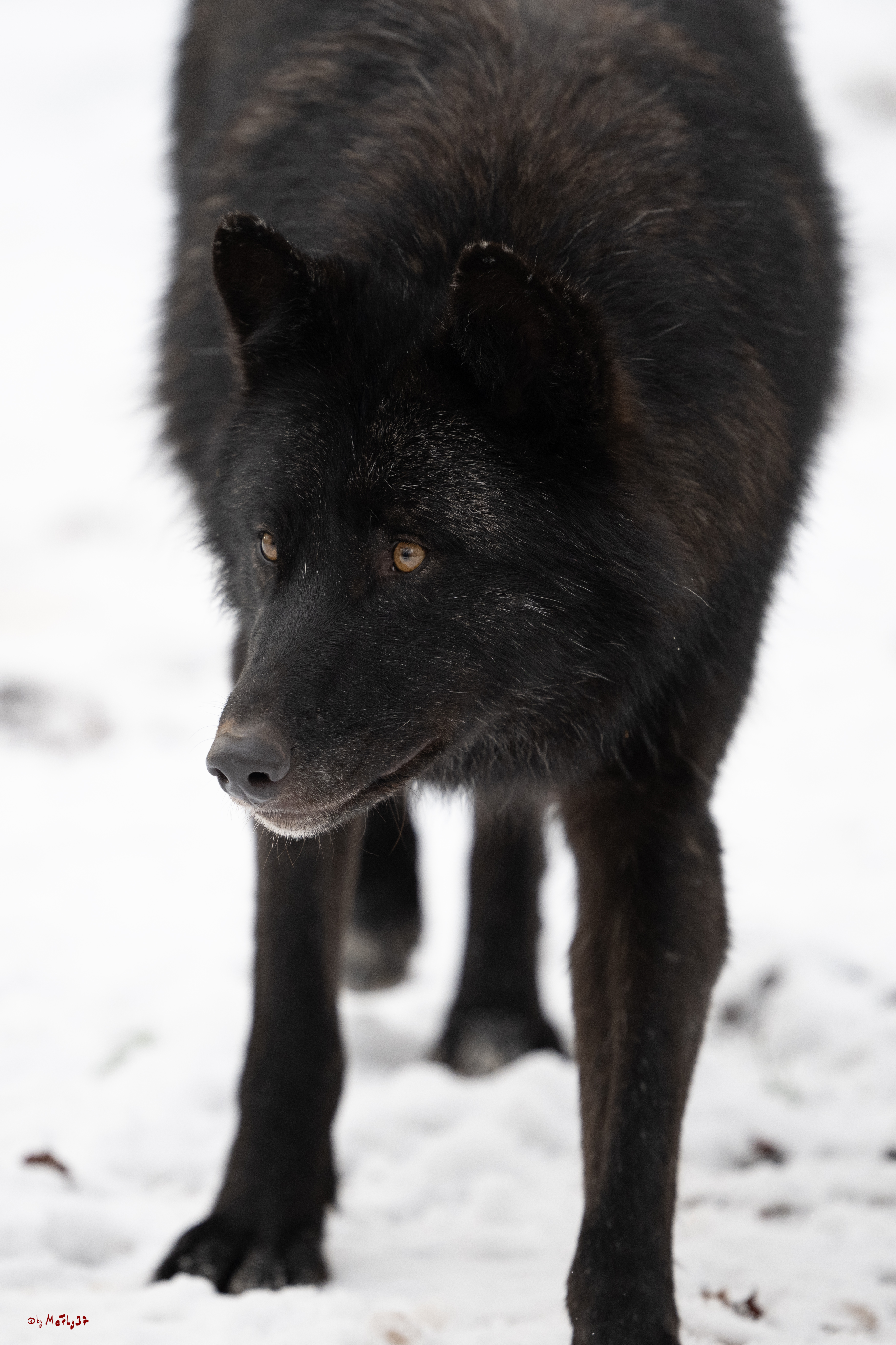 Wolfsfütterung; Pelm, 04.01.2025