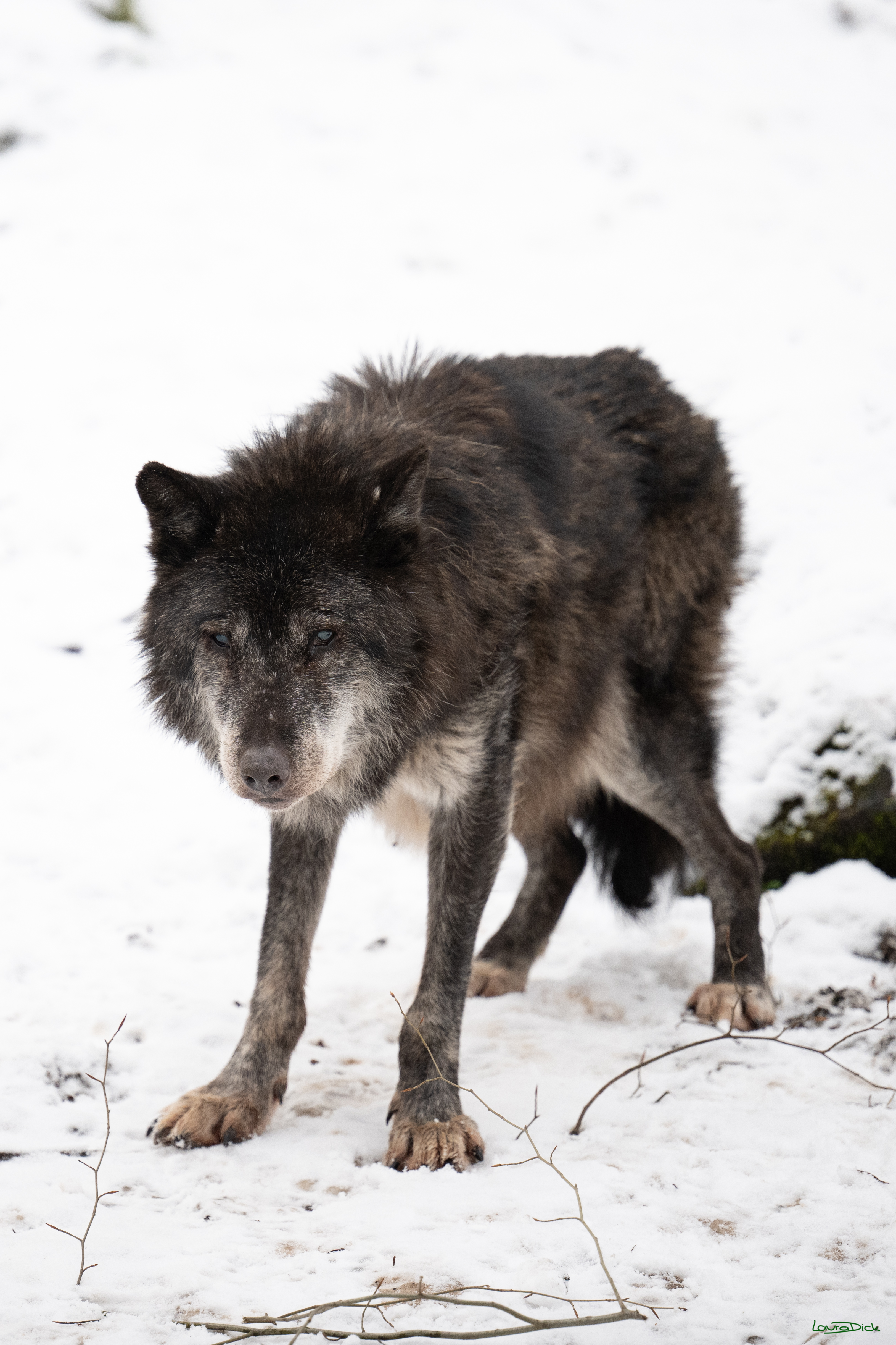 Wolfsfuetterung; Pelm, 04.01.2025