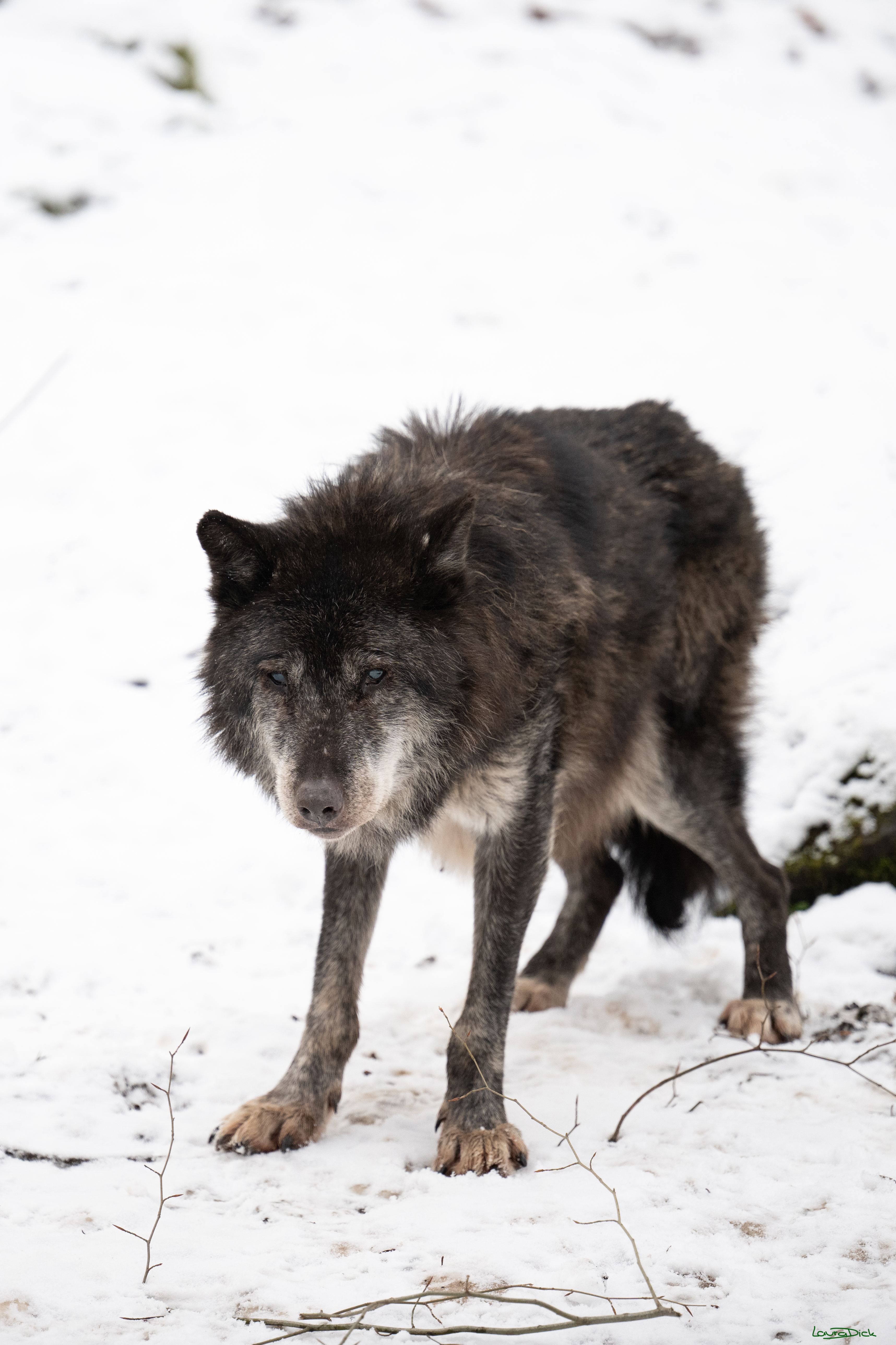 Wolfsfuetterung; Pelm, 04.01.2025