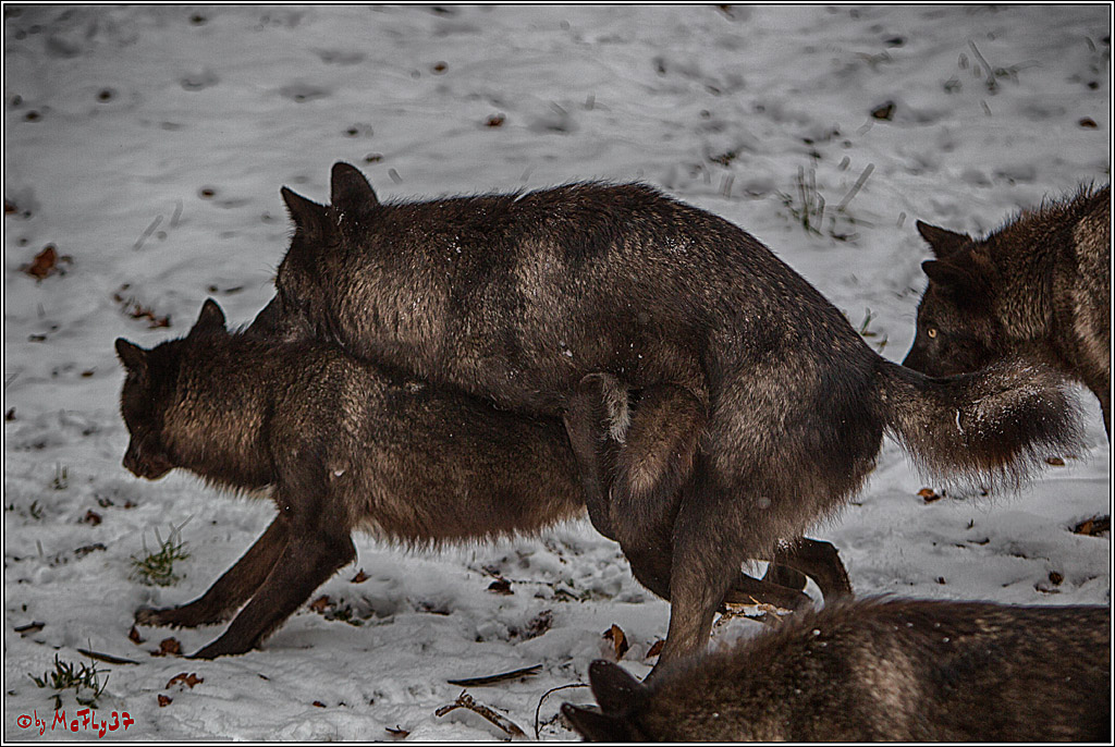 Woelfe im Schnee Timberwolf Polarwolf, 11.02.2017