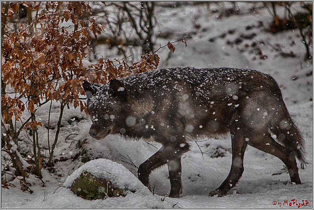 Woelfe im Schnee Timberwolf Polarwolf, 11.02.2017