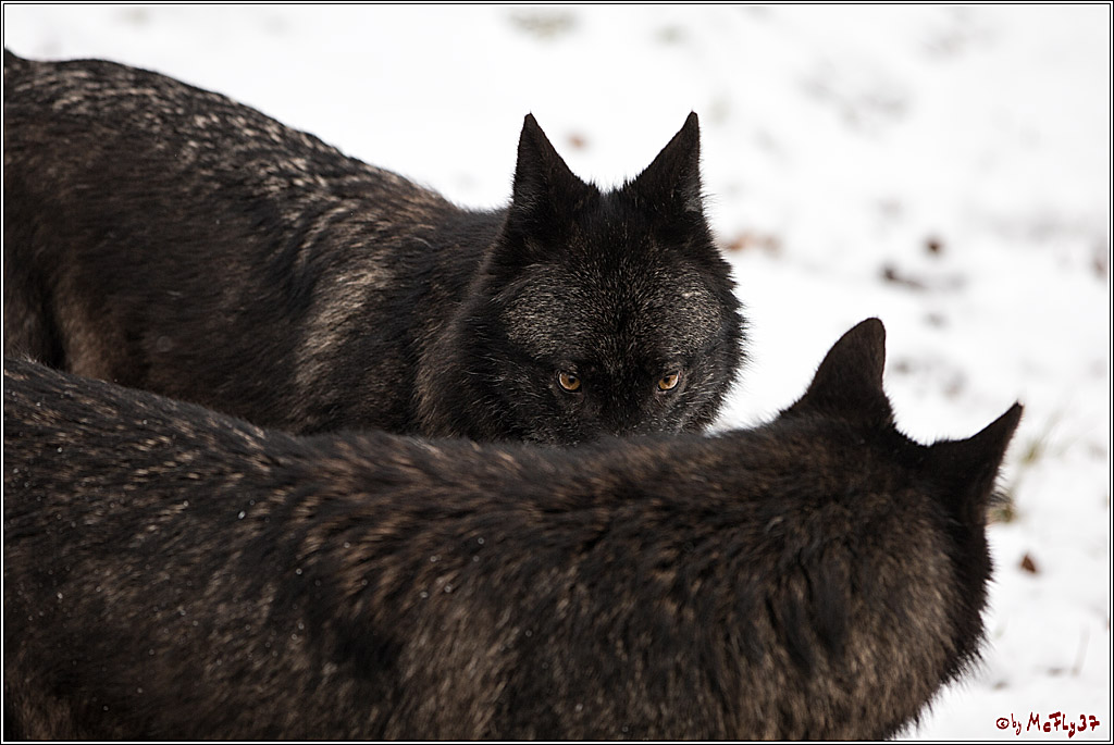 Woelfe im Schnee Timberwolf Polarwolf, 11.02.2017