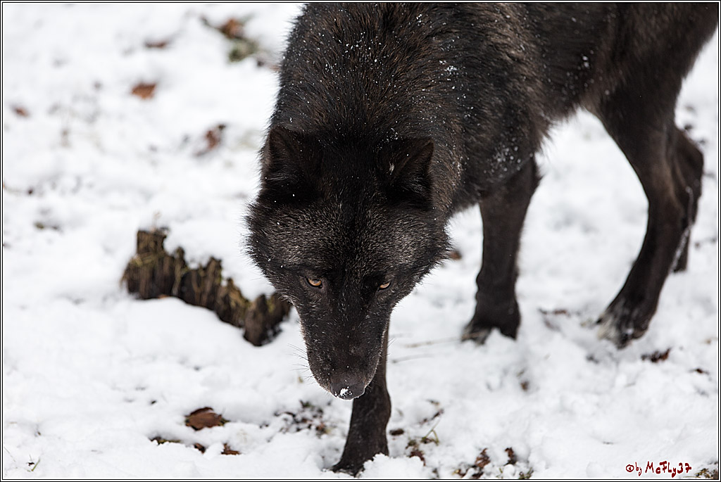 Woelfe im Schnee Timberwolf Polarwolf, 11.02.2017